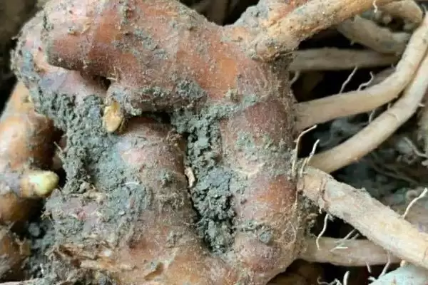 了解种风姜适用土壤的方法和重点？了解种风姜适用土壤要做好哪些细节？插图7