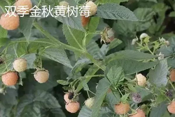 树莓与刺莓的区别？区分树莓与刺莓要关注哪些重要的差异点？插图4