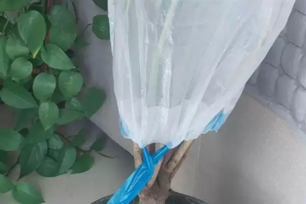 让幸福树在北方过冬的方法和重点？让幸福树在北方过冬要做好哪些细节？插图4