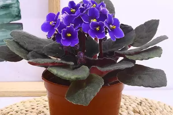 紫罗兰花语的含义和要点？理解紫罗兰花语需关注哪些关键信息？插图4