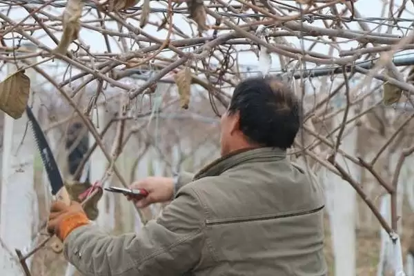 修剪猕猴桃树的方法和重点？修剪猕猴桃树要做好哪些细节？插图1