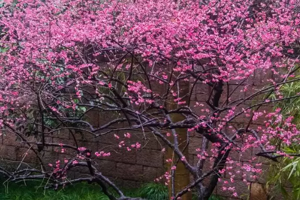 什么是梅花？认识梅花要了解哪些关键的花卉形态和文化寓意？插图6