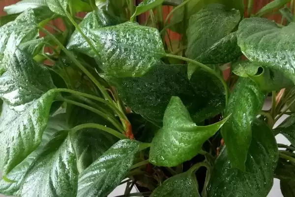 探寻悬铃花叶片萎蔫原因的方法和重点?探寻悬铃花叶片萎蔫原因要做好哪些细节?插图2 探寻悬铃花叶片萎蔫原因的方法和重点?探寻悬铃花叶片萎蔫原因要做好哪些细节?插图2