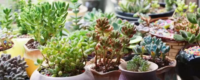 栽种多肉植物的方法和重点?栽种多肉植物要做好哪些细节?-会东网
