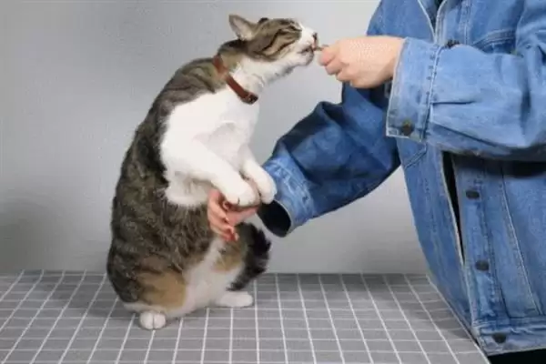 让猫咪变得粘人的方法？培养猫咪粘人习性要掌握哪些有效的互动和饲养方法？插图5