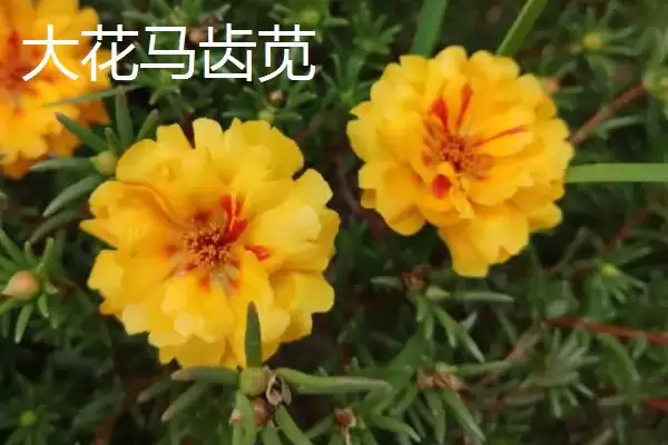马齿苋有哪些特征 ,马齿苋的茎和叶片是什么样插图3