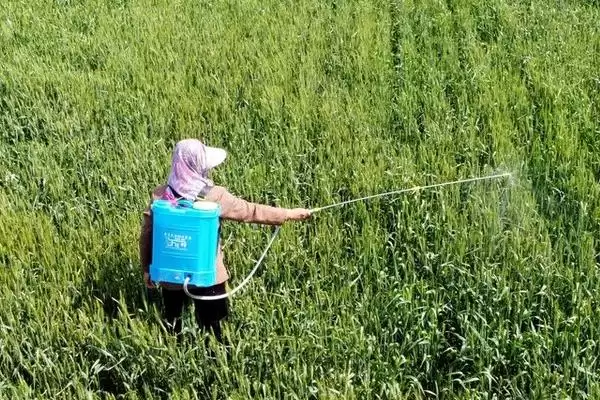 如何防治根结线虫？防控根结线虫要采取哪些有效的防治手段？插图1
