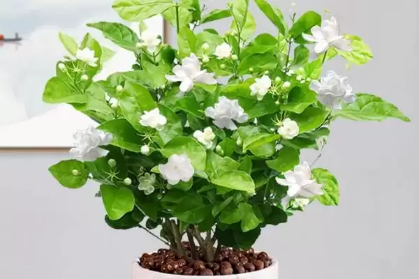 盆栽茉莉花开花时间：养三年左右开花的成长历程插图1