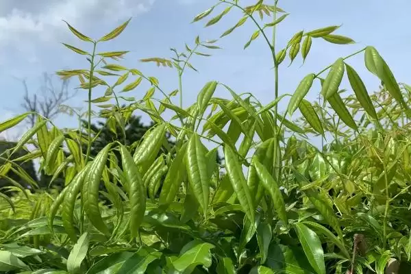 荔枝的高压繁殖技术 ,荔枝高压繁殖是怎样的育苗方式?插图2 荔枝的高压繁殖技术 ,荔枝高压繁殖是怎样的育苗方式?插图2