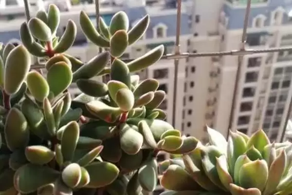 栽种多肉植物的方法和重点？栽种多肉植物要做好哪些细节？插图4
