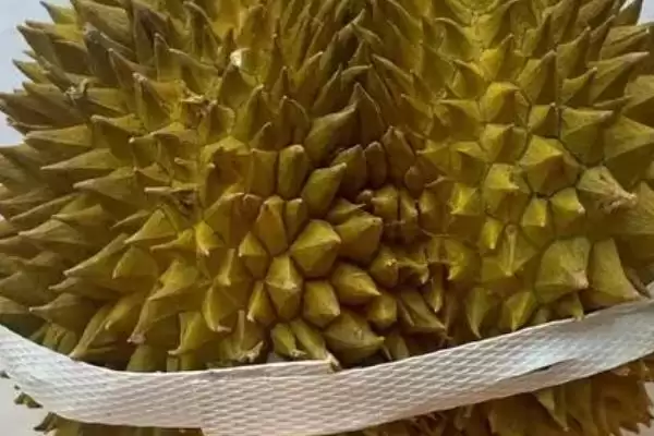 榴莲的英文名称 ,榴莲的英文名称是怎么来的呢?插图5 榴莲的英文名称 ,榴莲的英文名称是怎么来的呢?插图5