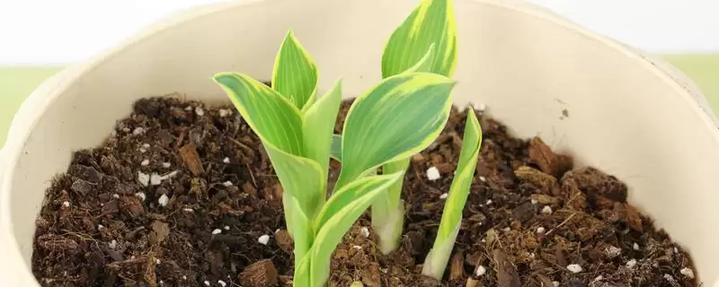 掌握玉簪花浇水方法的方法和重点？掌握玉簪花浇水方法要做好哪些细节？-会东网