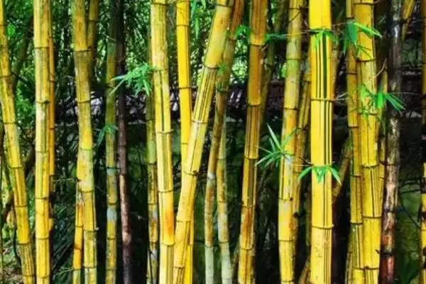 外直中通襟怀若谷是哪种植物？判断符合该寓意的植物要了解哪些文化和植物特性要点？插图6