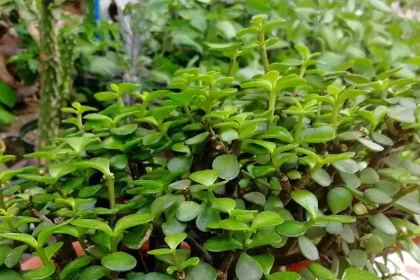 金枝玉叶的花语 ,金枝玉叶这种植物有何花语呢插图6