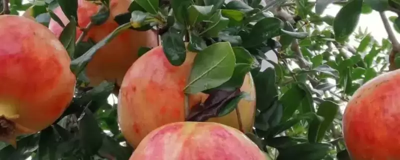 石榴盆景栽培技术？栽培石榴盆景要遵循哪些科学的种植方法？-会东网