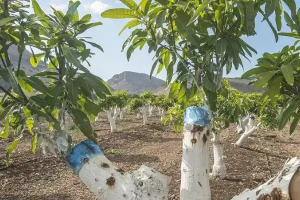 芒果树的嫁接方法有哪些 ,芒果树几月嫁接成活率高插图2