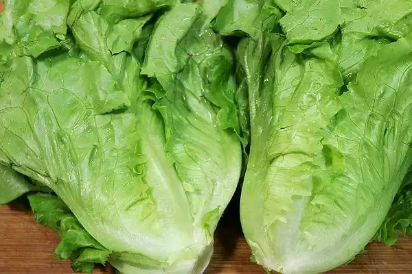 种植可致富蔬菜的种类和要点？种植致富蔬菜需关注哪些品种？插图5