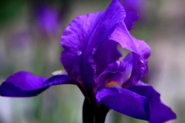 紫罗兰花语的含义和要点？理解紫罗兰花语需关注哪些关键信息？插图5