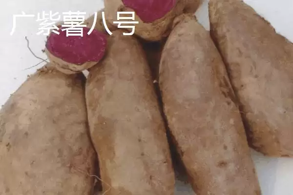 紫薯品种的种类和要点？了解紫薯品种需关注哪些关键信息？插图5
