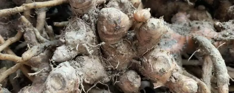 了解种风姜适用土壤的方法和重点？了解种风姜适用土壤要做好哪些细节？-会东网