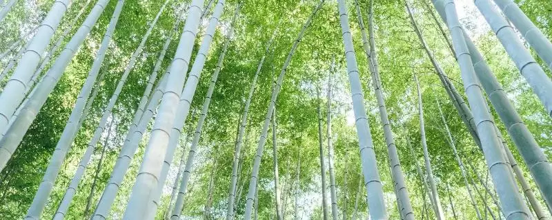 外直中通襟怀若谷是哪种植物？判断符合该寓意的植物要了解哪些文化和植物特性要点？-会东网