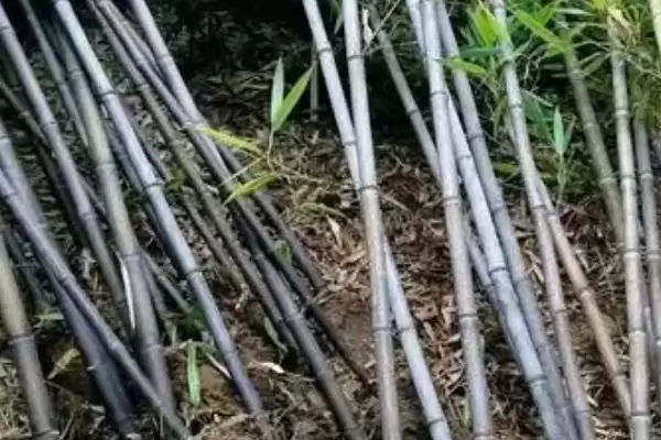 外直中通襟怀若谷是哪种植物？判断符合该寓意的植物要了解哪些文化和植物特性要点？插图4