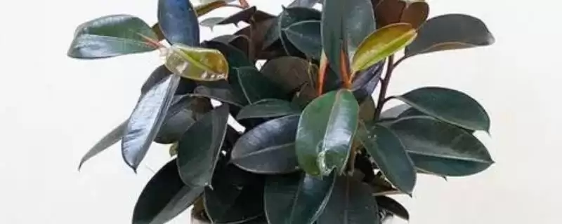 橡皮树养护难度的要点和判断？判断橡皮树养护难度需注意什么？-会东网