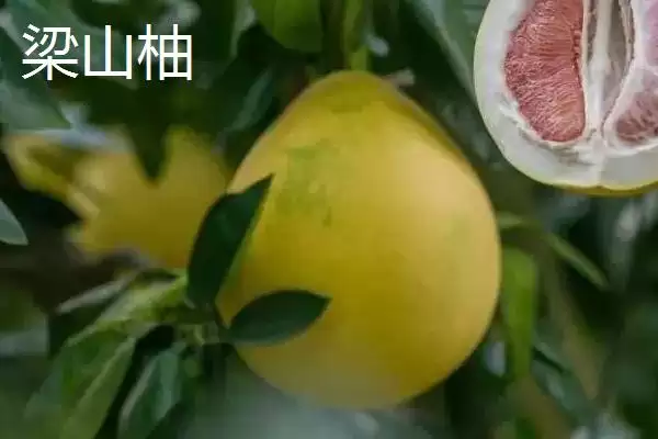 了解柚子成熟上市时间的方法和重点？了解柚子成熟上市时间要做好哪些细节？插图5