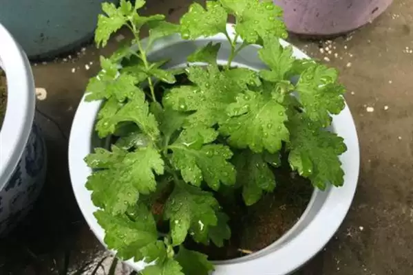 如何防治菊花黑斑病?养护菊花防治黑斑病要采用哪些防治方法?插图6 如何防治菊花黑斑病?养护菊花防治黑斑病要采用哪些防治方法?插图6
