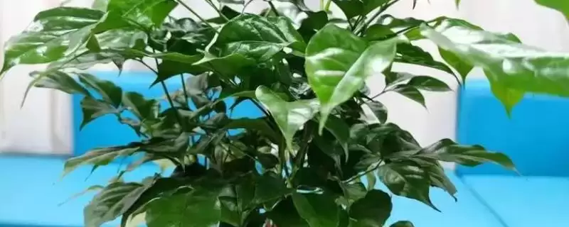 让幸福树在北方过冬的方法和重点？让幸福树在北方过冬要做好哪些细节？-会东网