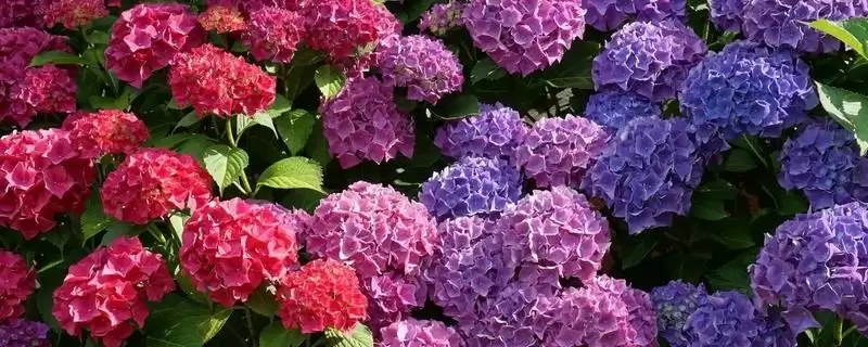 解决绣球花烂根问题的方法和重点?解决绣球花烂根问题要做好哪些细节?插图 解决绣球花烂根问题的方法和重点?解决绣球花烂根问题要做好哪些细节?插图