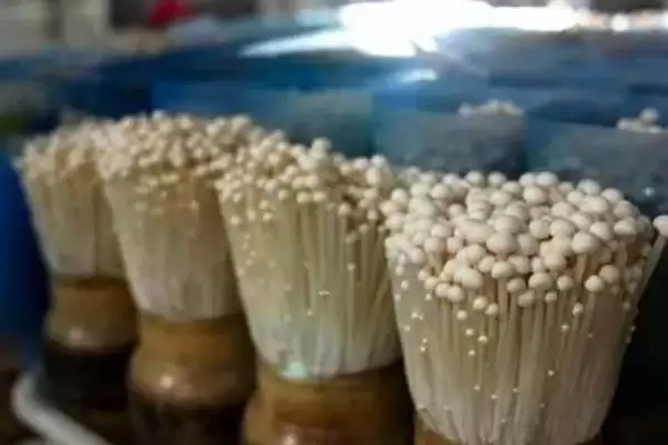 金针菇和海鲜菇的区别 ,金针菇与海鲜菇有何不同呢插图3