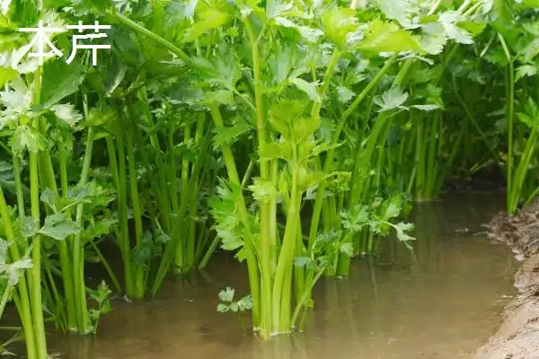 芹菜品种大揭秘：不同品种亩产量差异及特点插图1