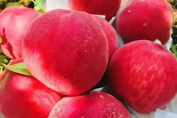 了解早红桃成熟月份的方法和重点?了解早红桃成熟月份要做好哪些细节?插图4 了解早红桃成熟月份的方法和重点?了解早红桃成熟月份要做好哪些细节?插图4