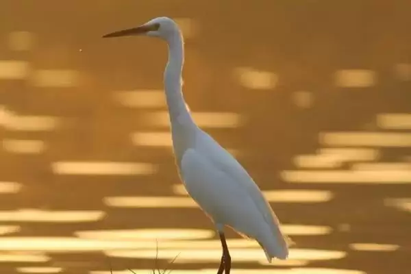 认识海鸟种类的方法和重点？认识海鸟种类要做好哪些细节？插图4
