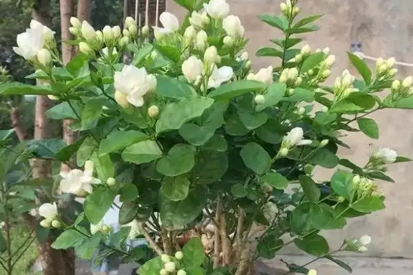 茉莉花怎么养才能开花更多呢 ,茉莉花生长需充足光照才能开花多插图1