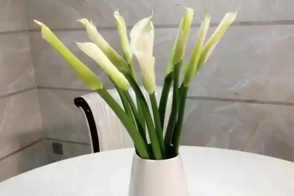 紫色马蹄莲花语的含义和要点？理解紫色马蹄莲花语需关注什么？插图3