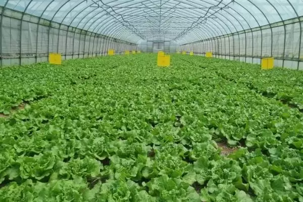 种植可致富蔬菜的种类和要点？种植致富蔬菜需关注哪些品种？插图6