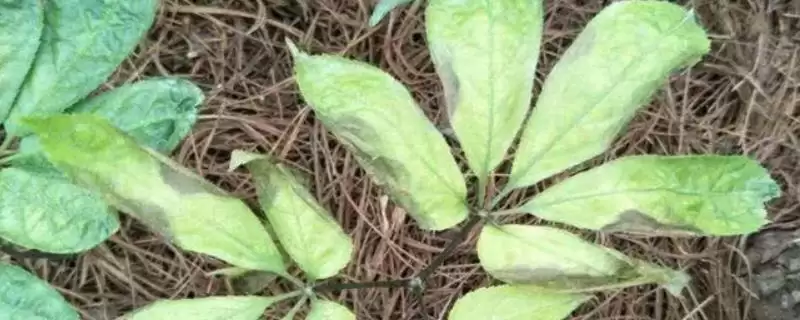 如何防治三七炭疽病?种植三七防治炭疽病要运用哪些有效措施?插图 如何防治三七炭疽病?种植三七防治炭疽病要运用哪些有效措施?插图
