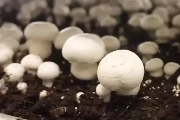 蘑菇这种菌类植物有种子吗 ,蘑菇科菌类植物是没有种子这一说法的插图3 蘑菇这种菌类植物有种子吗 ,蘑菇科菌类植物是没有种子这一说法的插图3