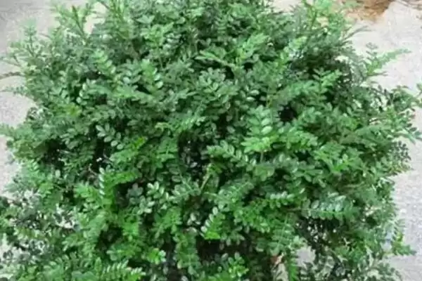 修剪清香木的方法和重点?修剪清香木要做好哪些细节?插图3 修剪清香木的方法和重点?修剪清香木要做好哪些细节?插图3