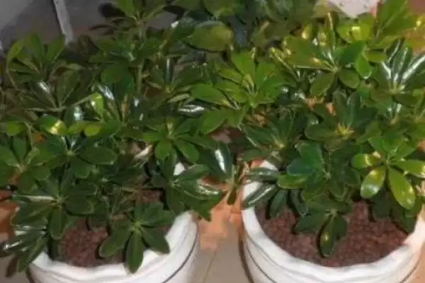 判断烟头水浇花能否杀虫的方法和重点?判断烟头水浇花能否杀虫要做好哪些细节?插图1 判断烟头水浇花能否杀虫的方法和重点?判断烟头水浇花能否杀虫要做好哪些细节?插图1