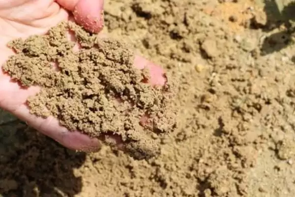栽紫根兰小苗的方法和重点？栽紫根兰小苗要做好哪些细节？插图1