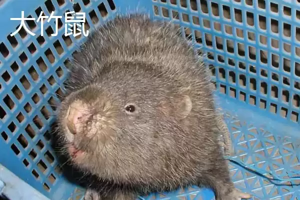 竹鼠一年生育胎数的规律和要点？了解竹鼠生育需关注哪些方面？插图6
