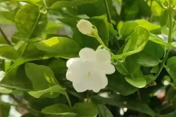 茉莉花怎么养才能开花更多呢 ,茉莉花生长需充足光照才能开花多插图2