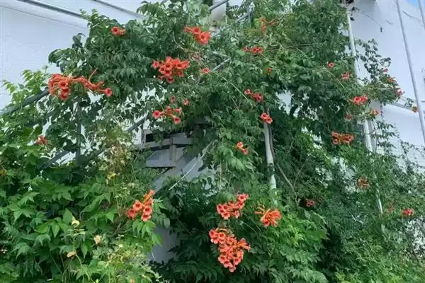 凌霄花的寓意内涵 ,凌霄花有哪些美好的寓意呢?插图4 凌霄花的寓意内涵 ,凌霄花有哪些美好的寓意呢?插图4