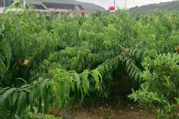 种植水蜜桃的方法和重点?种植水蜜桃要做好哪些细节?插图1 种植水蜜桃的方法和重点?种植水蜜桃要做好哪些细节?插图1