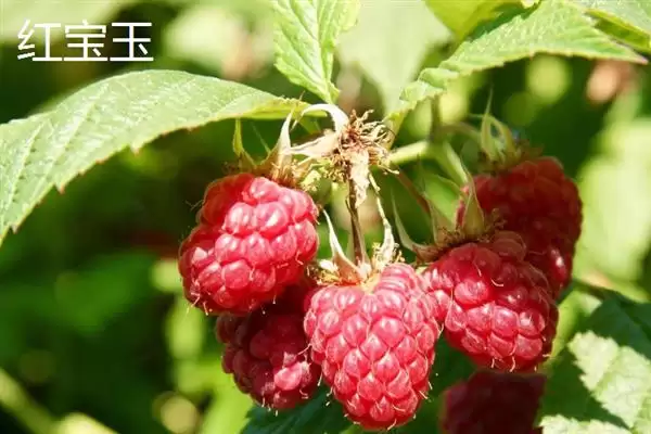 树莓与刺莓的区别？区分树莓与刺莓要关注哪些重要的差异点？插图6