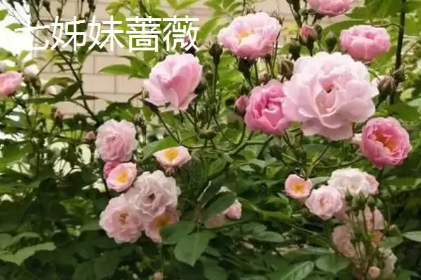 蔷薇优良品种大推荐：5种观赏价值高的品种介绍插图5