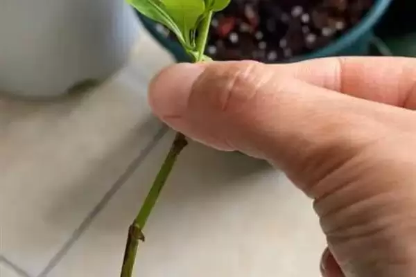 蓝花鼠尾草的开花时间 ,蓝花鼠尾草通常何时开花呢?插图4 蓝花鼠尾草的开花时间 ,蓝花鼠尾草通常何时开花呢?插图4